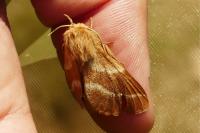 Malacosoma castrense
