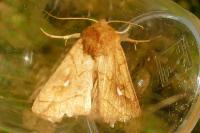 Mythimna conigera