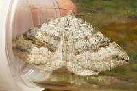 Scotopteryx bipunctaria