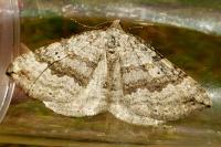 Scotopteryx bipunctaria
