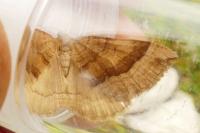 Scotopteryx chenopodiata