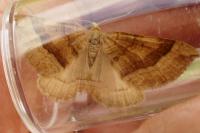 Scotopteryx chenopodiata