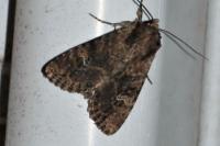 Apamea unanimis