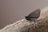Macaria fusca