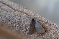 Macaria fusca
