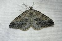 Entephria caesiata