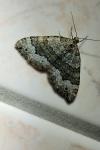 Colostygia aptata
