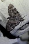 Epilobophora sabinata