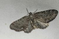Horisme aemulata