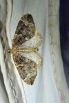 Eulithis prunata
