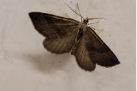 Scotopteryx chenopodiata