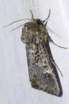 Apamea maillardi