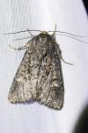 Apamea maillardi