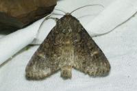Apamea maillardi
