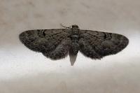 Eupithecia