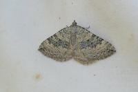 Scotopteryx octodurensis octodurensis