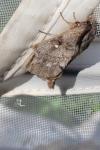 Dendrolimus pini pini