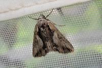 Calliergis ramosa