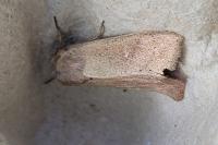 Mythimna ferrago