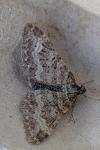 Epirrhoe molluginata