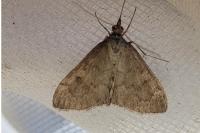 Anania fuscalis