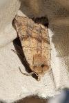 Diarsia mendica
