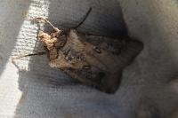 Agrotis clavis clavis