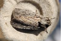 Dichagyris forcipula