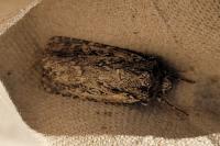 Dichagyris signifera