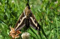 Hyles gallii