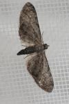 Eupithecia