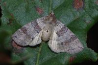 Cymatophorina diluta