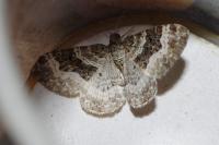 Epirrhoe alternata