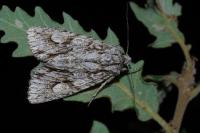 Meganephria bimaculosa