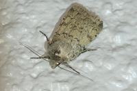 Epipsilia latens