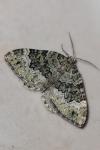 Colostygia aptata