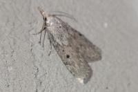 Aphomia sociella