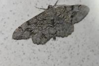 Alcis repandata
