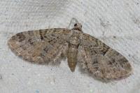 Eupithecia pusillata
