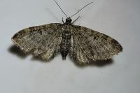 Eupithecia tantillaria
