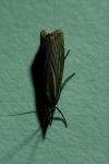 Chrysoteuchia culmella
