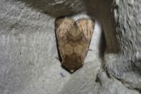 Eriopygodes imbecilla