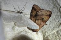 Diarsia mendica