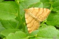 Macaria brunneata