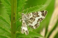 Epirrhoe tristata