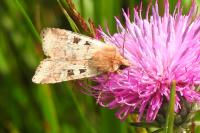 Diarsia mendica