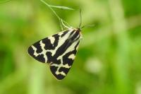 Arctia plantaginis