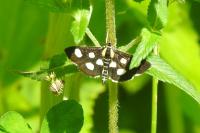 Anania funebris