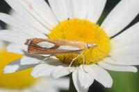 Catoptria conchella conchella
