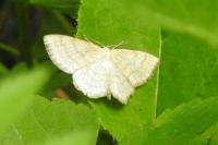 Scopula ternata